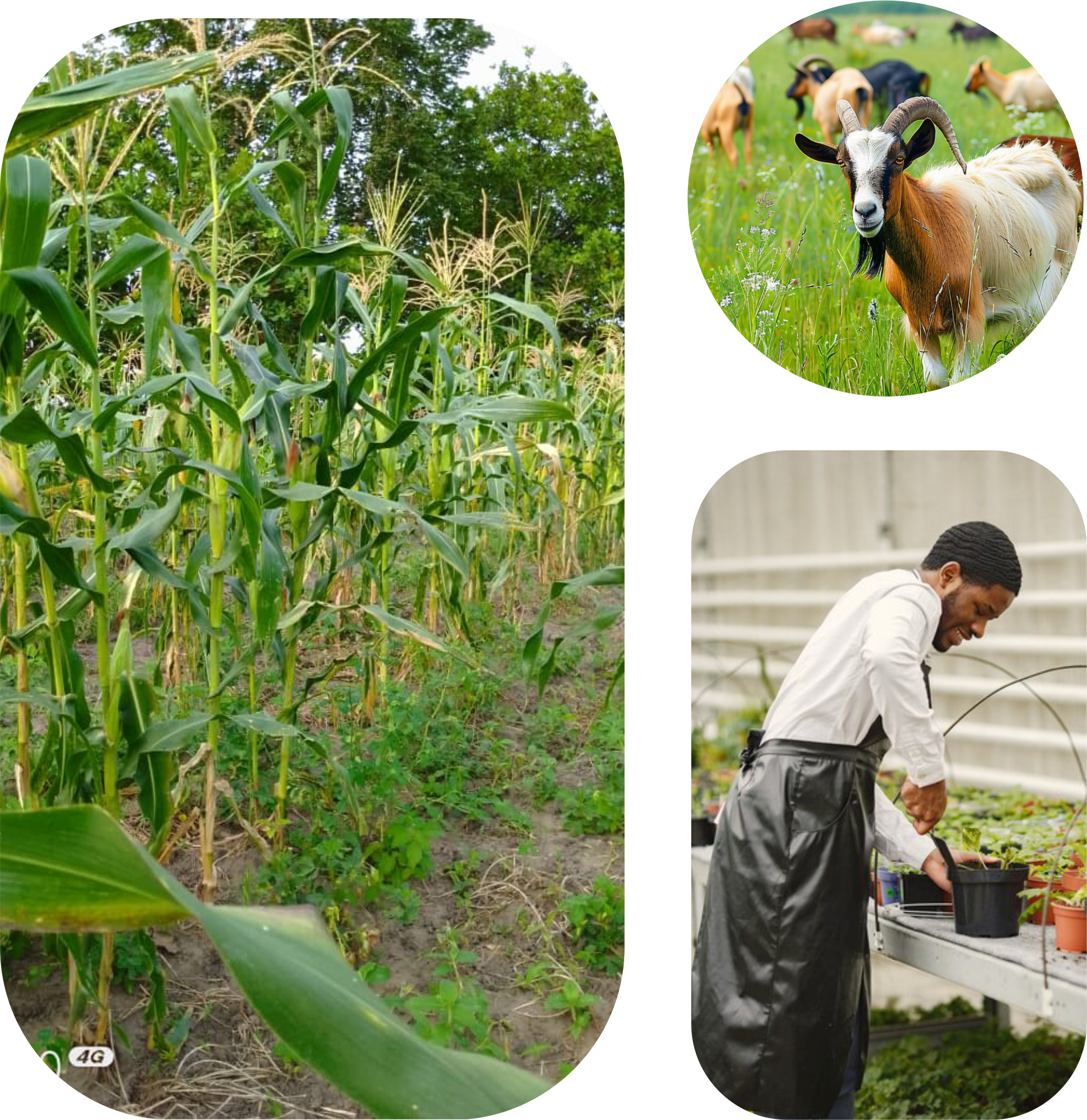 A picture of our maize farm
